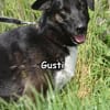 GUSTI