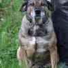 Bella - liebe, verschmuste Traumhündin
