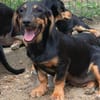 Molly sucht nach Liebe