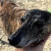 Golfo-freundlicher, intelligenter Schatz