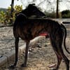 Golfo-freundlicher, intelligenter Schatz