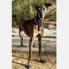 Golfo-freundlicher, intelligenter Schatz