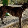 Golfo-freundlicher, intelligenter Schatz