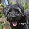 CHAPPUCHINO