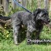 CHAPPUCHINO