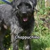 CHAPPUCHINO
