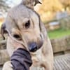 Starkes Frauchen für Milo gesucht