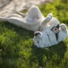 Frohnatur Atlas wartet auf dich!