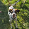 Diogo auf Pflegestelle in Duisburg