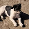 Vidar, kleiner Hundemann auf der Suche