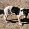 Vidar, kleiner Hundemann auf der Suche