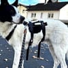 Solon will endlich ankommen!