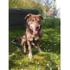 Dusty - wartet in 93309 Kelheim