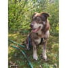 Dusty - wartet in 93309 Kelheim