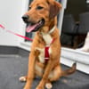 Cera sucht ein liebevolles Zuhause