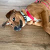 Cera sucht ein liebevolles Zuhause