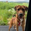 Cera sucht ein liebevolles Zuhause