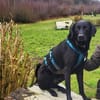 Harley sucht ein zu Hause