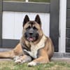 Jax - der kräftige American Akita