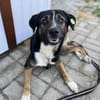 Elian - Toller Herzenshund sucht Zuhause