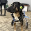 Elian - Toller Herzenshund sucht Zuhause