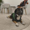Elian - Toller Herzenshund sucht Zuhause