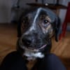 Elian - Toller Herzenshund sucht Zuhause