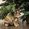 Katzenmädchen Iskra sucht Spieleparadies