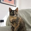 Katzenmädchen Iskra sucht Spieleparadies