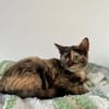 Katzenmädchen Iskra sucht Spieleparadies