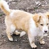 Benson, kleine Frohnatur sucht Glück