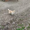 Benson, kleine Frohnatur sucht Glück