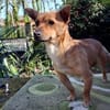 Toni, ein kleiner Herzensbrecher