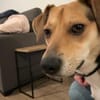 Zuhause gesucht für Samu