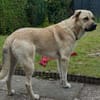 Loki - ein junger Rüde will ankommen!