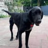 OBELIX-hübscher Pointer-Mix-Rüde,62 cm