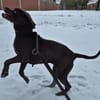 Reka - Einzelprinzessin sucht Zuhause