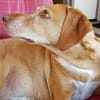 Pola