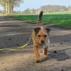 Neslin versucht alles richtig zu machen