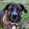 Hanni, geb. ca. 12/2020, 59069 Hamm
