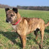 Sammy  - freundlicher Hundemann