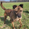 Sammy  - freundlicher Hundemann