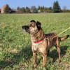 Sammy  - freundlicher Hundemann
