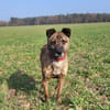 Sammy  - freundlicher Hundemann
