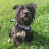 Benno - Liebevoller Familienhund