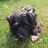 Benno - Liebevoller Familienhund