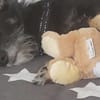 Layla sucht ihr neues Glück