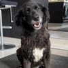 Cassandra❤ Körbchen gesucht