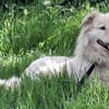MOJO auf PS in 23936 Grevesmühlen