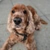 BENNY BUB - bildhübscher Cocker-Senior